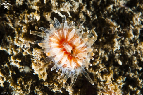 A anemone