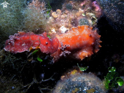 A Nudibranch