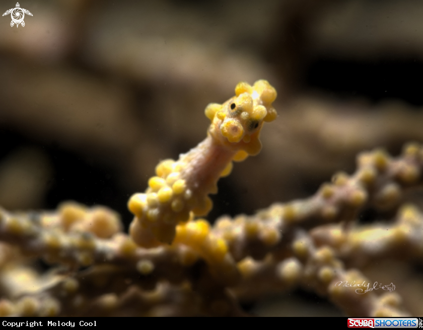 A Pygmy seahorse 