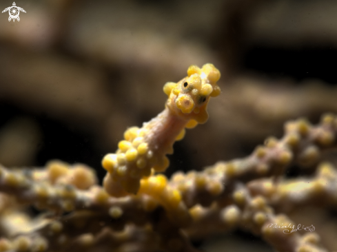 A Pygmy seahorse 