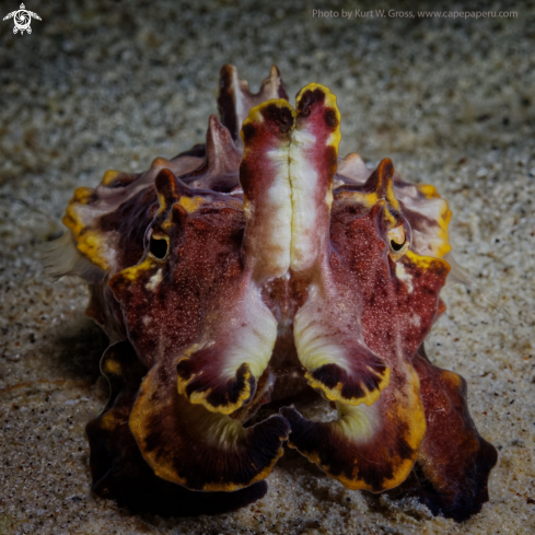 A Flamboin Cuttle Fish 