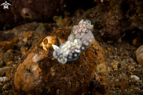 A NUDIBRANCH