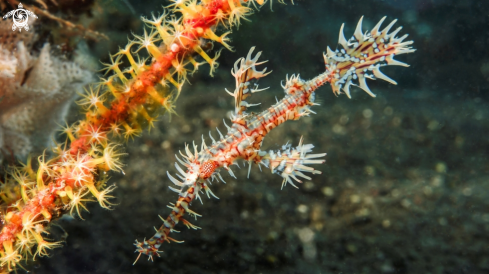 A Solenostomus Paradoxus | Harlequin Ghost Pipe Fish