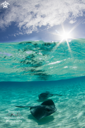 A Dasyatis americana | Southern Stingray