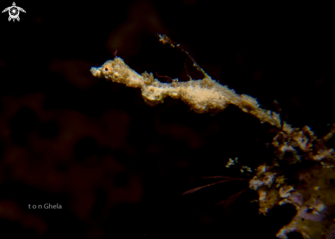 A Lembeh Sea Dragon