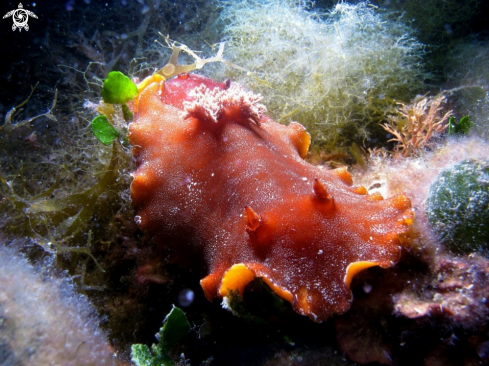 A Nudibranch