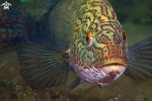 A Ballan wrasse