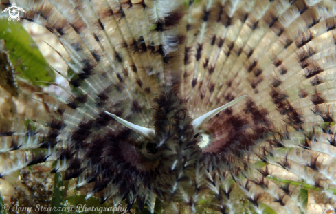 A Tube worm