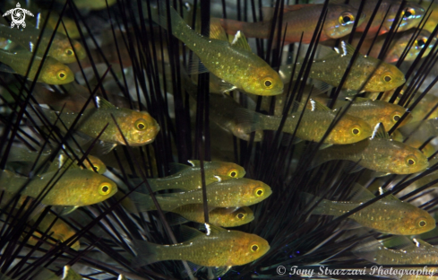 A Flag fin cardinal fish