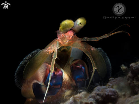 A dark mantis shrimp 