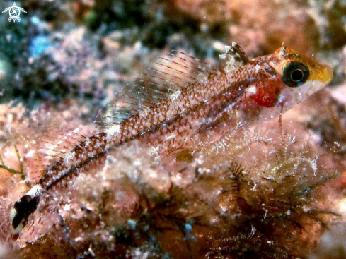 A Gobius