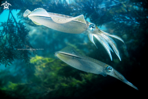 A Bigfin reef squid