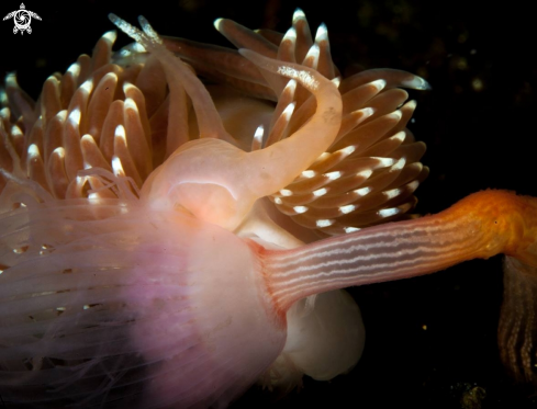 A Facelina bostoensis