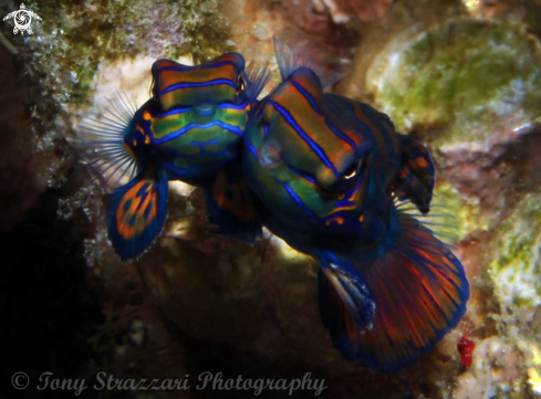 A Mandarin fish