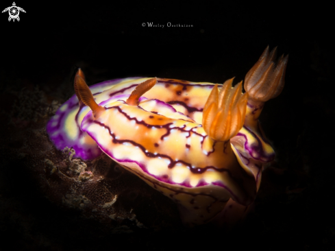 A Hypselodoris krakatoa | Nudibranch