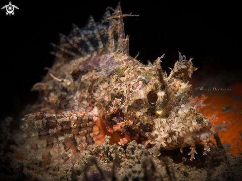 A Scorpaenidae sp. | Juvenile Scorpionfish