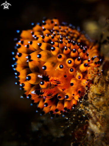 A Janolus sp. | Nudibranch