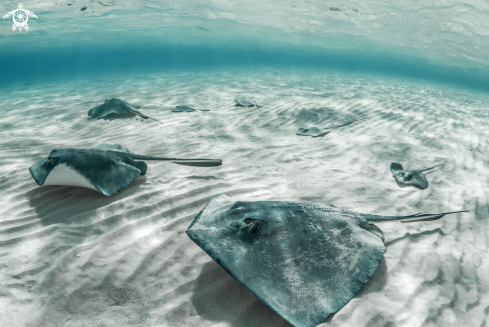 A Southern Stingray