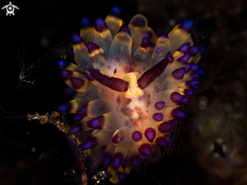 A Janalous Nudi