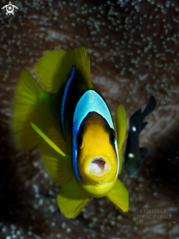 A Anemone Fish