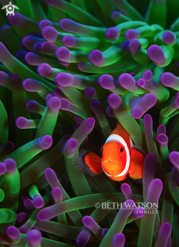 A Clownfish and Anemone