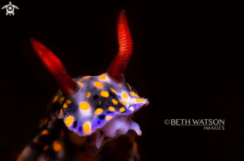 A Nudibranch