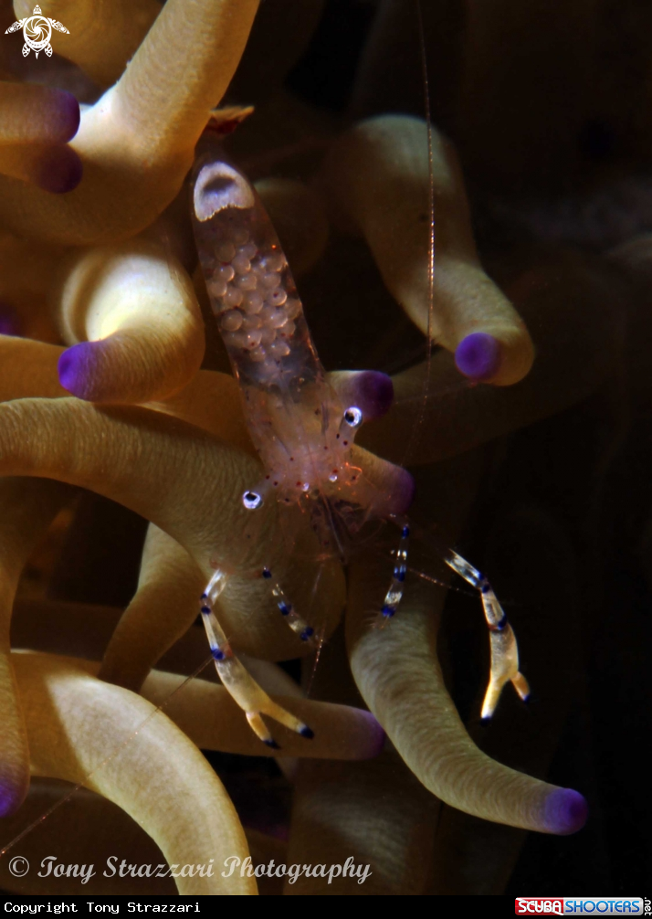 A Holthuis anemone shrimp