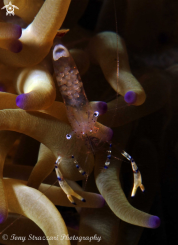 A Holthuis anemone shrimp