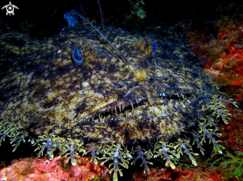 A Monkfish