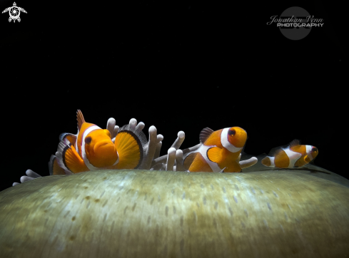 A Amphiprion Clarkii | Clark's Anemonefish