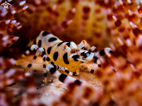 A Periclimenes colemani | Coleman Shrimp