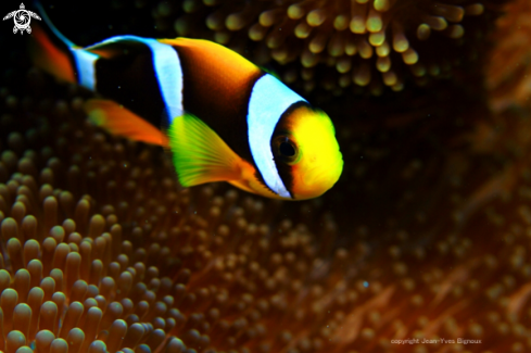 A Anemonefish