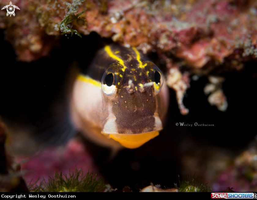 A Lined combtooth blenny
