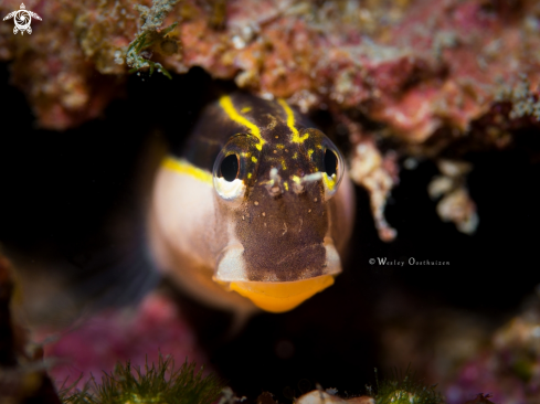 A Lined combtooth blenny