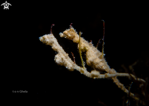 A Lembeh Sea Dragon