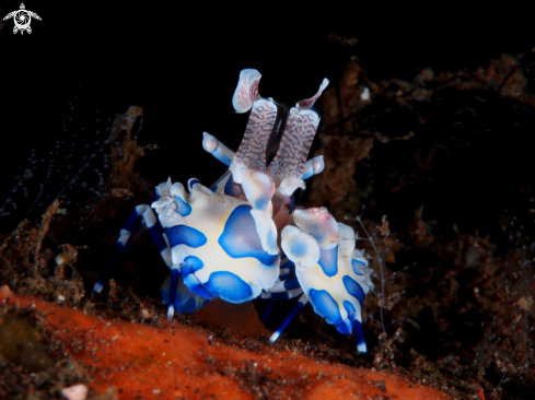 A Sea Star Shrimp