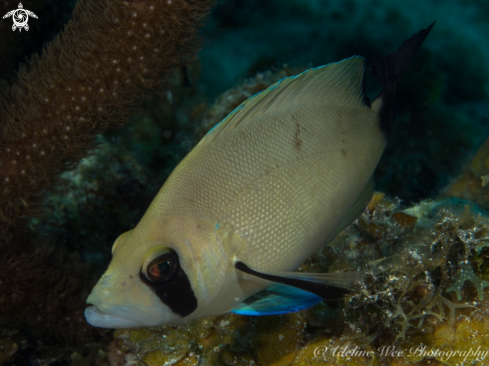 A Hypoplectrus providencianus | Masked hamlet