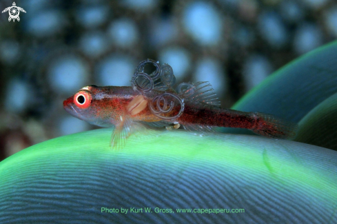 A Gobi with parasite | Gobi