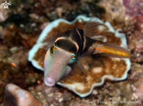 A Canthigaster axiologus | Crowned toby