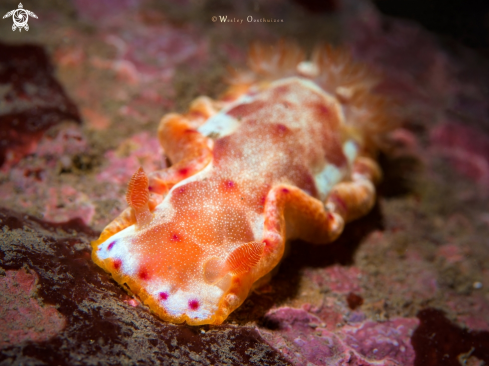 A Hexabranchus sanguineus | Nudibranch