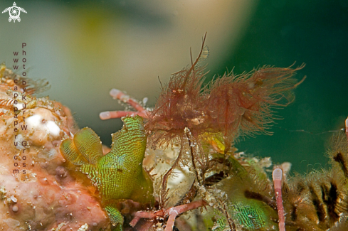 A Phycocaris simulans | Hairy shrimp
