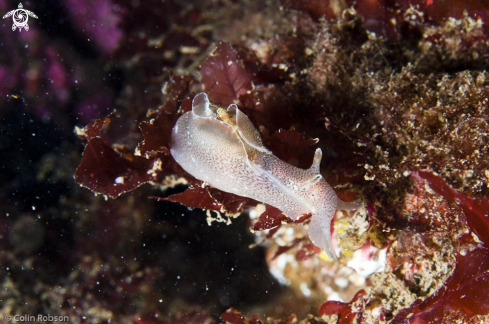 A sea slug