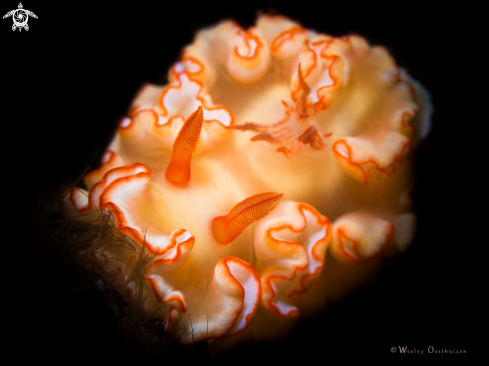 A Ardeadoris symmetrica | Nudibranch