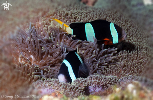 A Amphiprion clarkii | Clark's clownfish