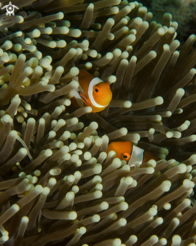 A Anemonefish