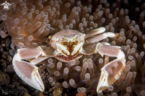 A porcelain crab