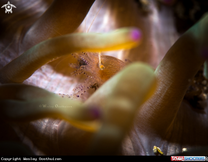 A Sarasvati Anemone Shrimp