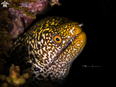 A Abbott's moray eel 