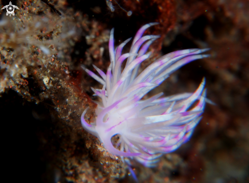 A Nudibranch