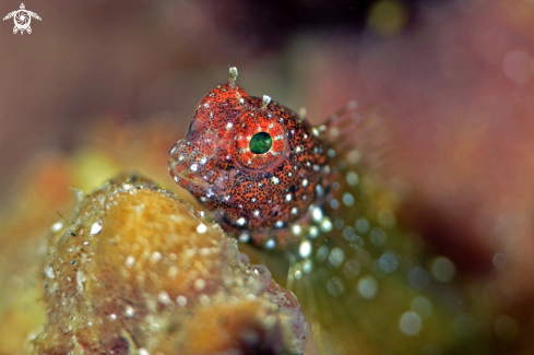 A Goby jewel